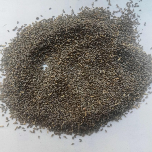 沙蒿，治沙绿化草籽