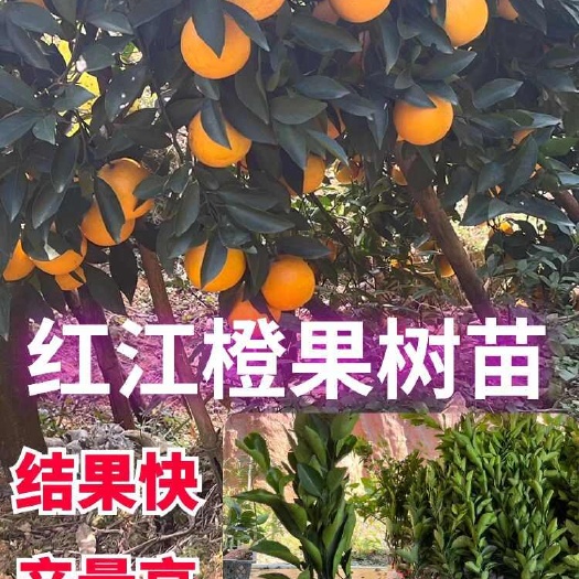 灵山县红江橙嫁接苗