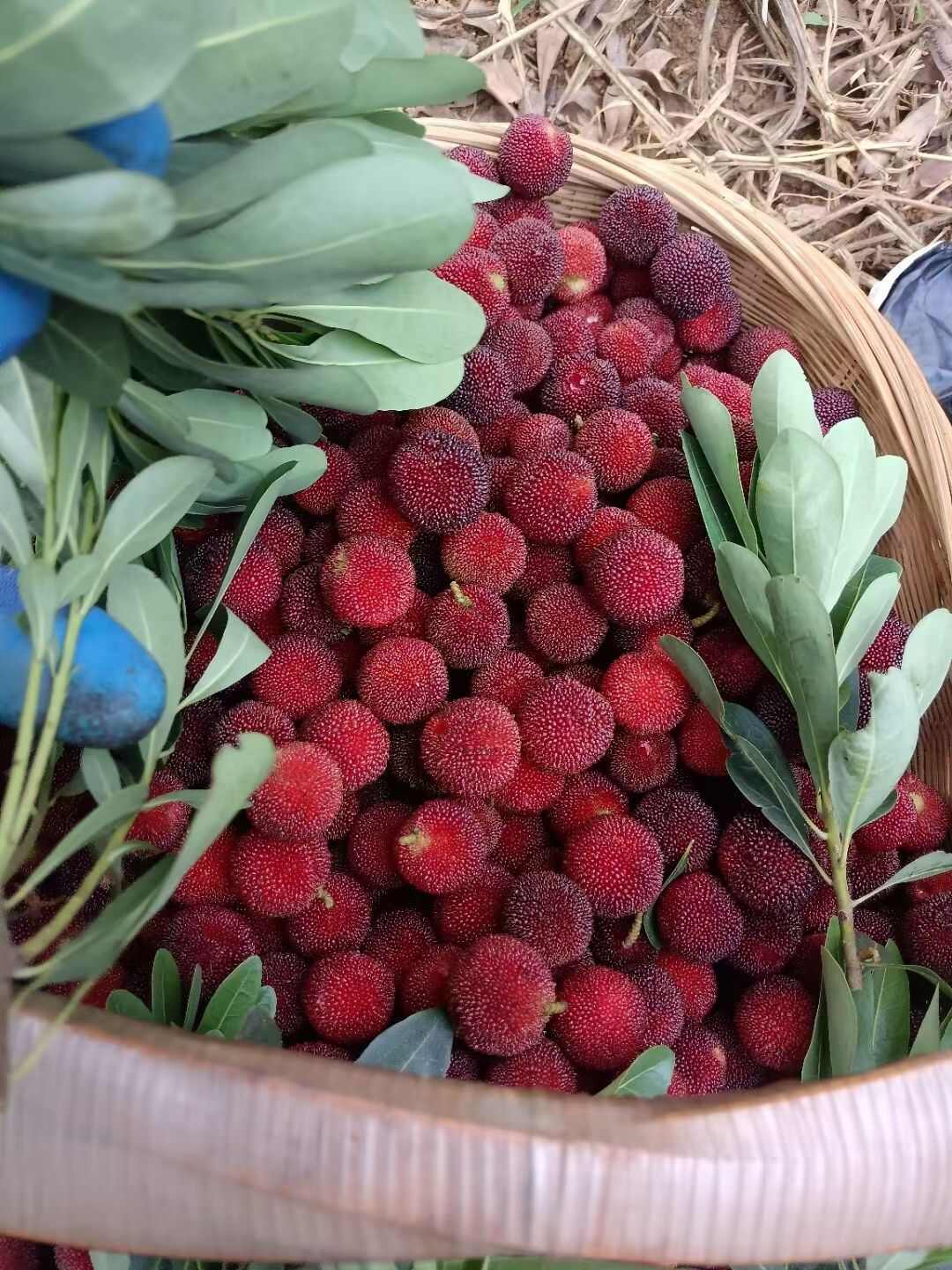 发耳杨梅