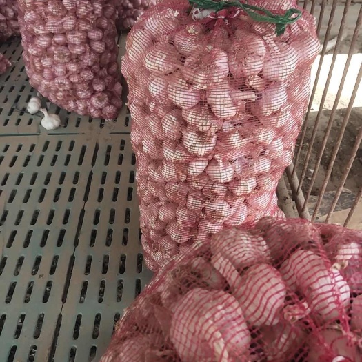 通许县优质红皮筛选大蒜