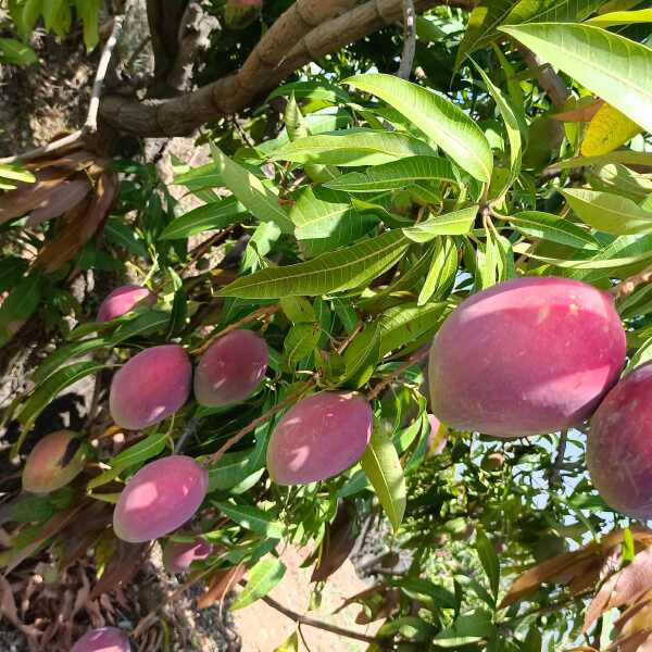 四川攀枝花彩虹芒圣心芒吉禄芒好吃又好看一手货源对接全国采