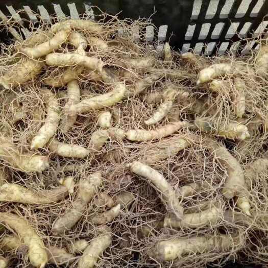 隆回县玉竹种苗，