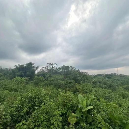 博白县甘庶地租出