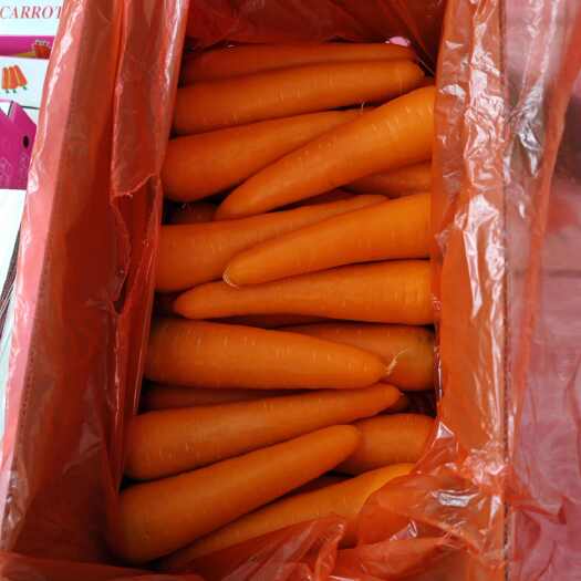 寿光市国内产地认证出口专用  精品胡萝卜  多种规格  欢迎采购