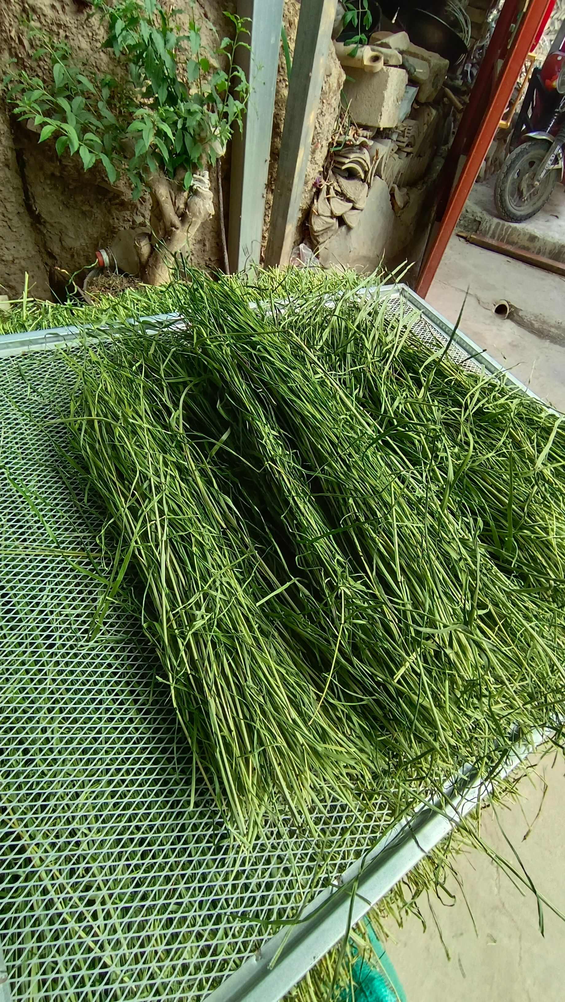 24新烘干精品提摩西草兔子 豚鼠 龙猫荷兰猪粮草赛马牧草