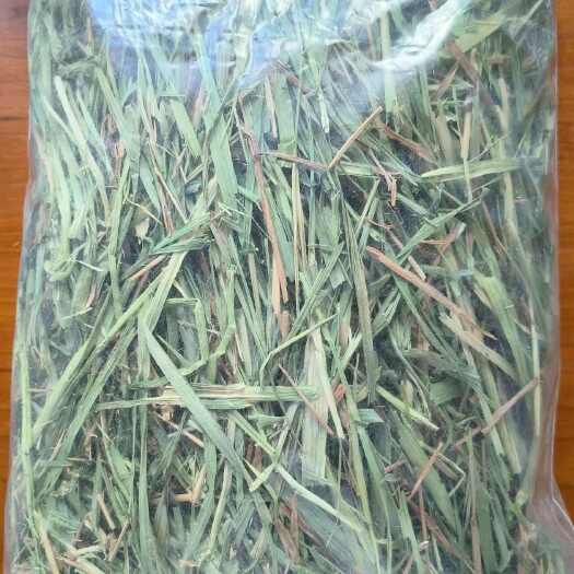长沙西班牙苜蓿草