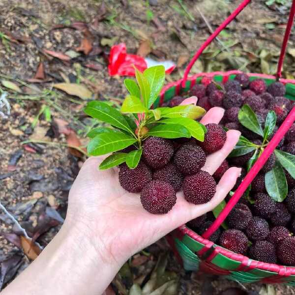 仙居荸荠杨梅