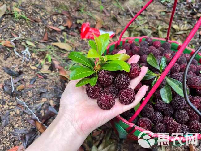 仙居荸荠杨梅