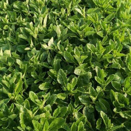 片仔癀草，白凤菜