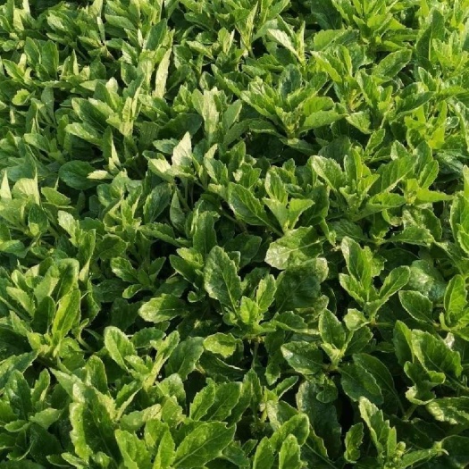 漳浦县片仔癀草，白凤菜