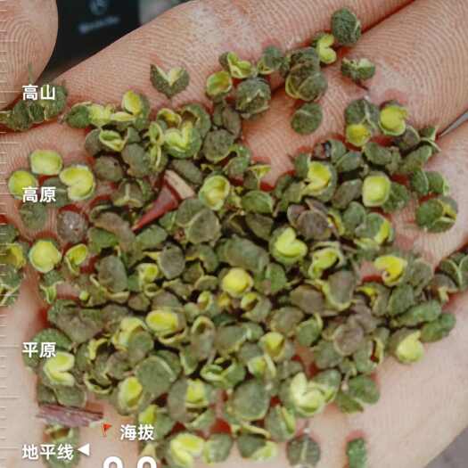 重庆市青花椒