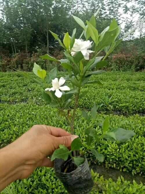 宁波大叶桅子花小苗绿化用苗大量供应