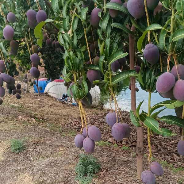 四川攀枝花彩虹芒圣心芒吉禄芒好吃又好看一手货源对接全国采