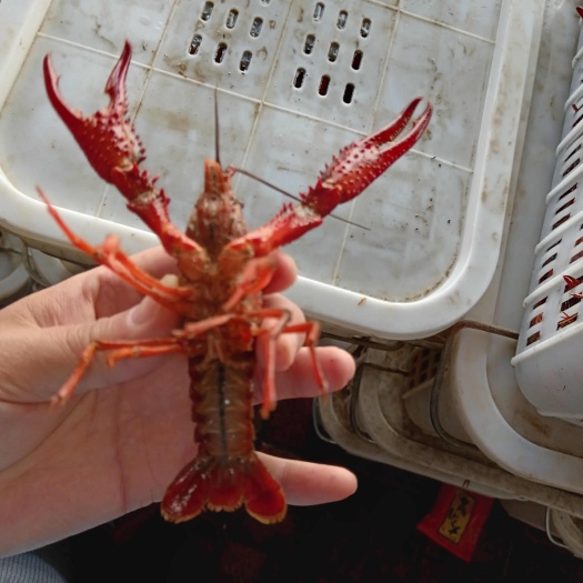 沭阳县小龙虾便宜卖了