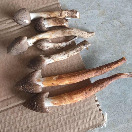 江华县野生鸡枞菌