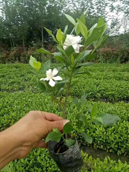 大栀子花小苗供名