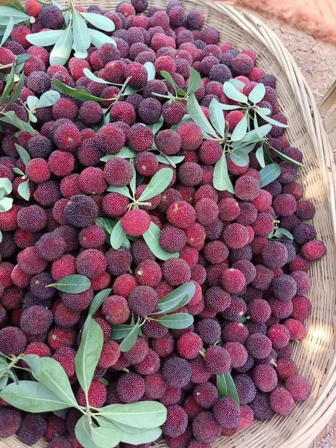 发耳杨梅