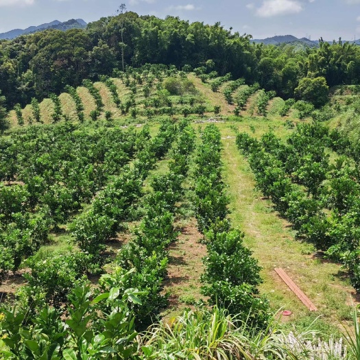 龙门县泰国红宝石红柚果场转让，五年成熟树，地理位置好，水电通，有房