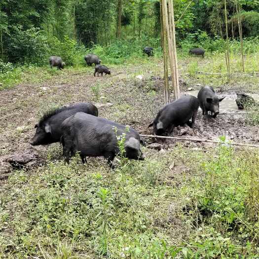 筠连县小耳跑山猪 肉质鲜美，防疫到位，欢迎各位老板放采购