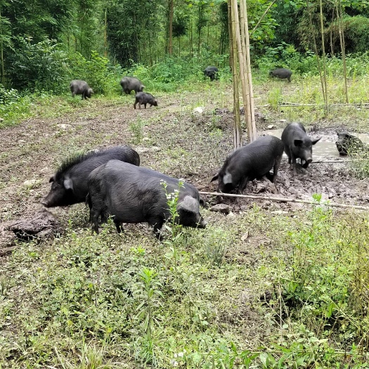 小耳跑山猪 肉质鲜美,防疫到位,欢迎各位老板放采购