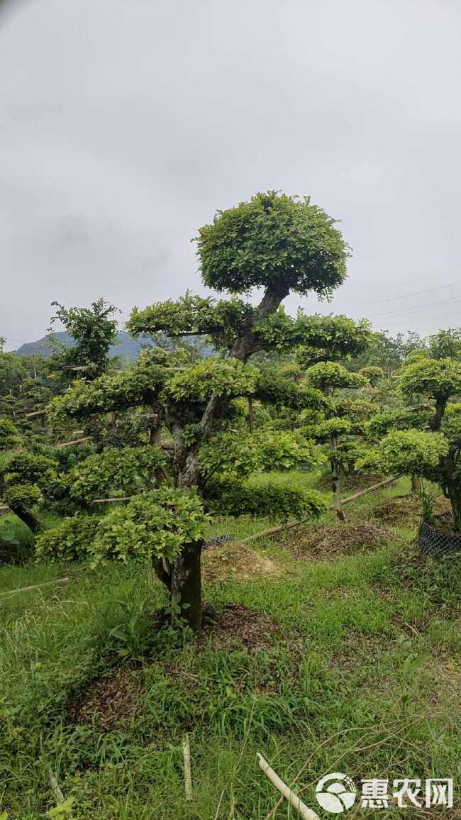 造型榆树：亮晶：赤楠：