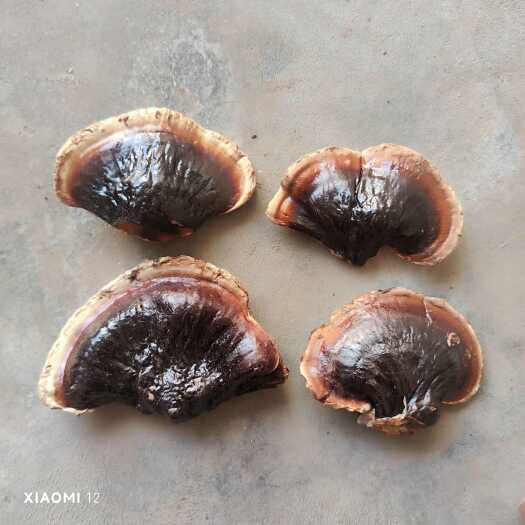 冠县金边灵芝，小香芝，不苦的灵芝菌味浓香一手货源产地直批