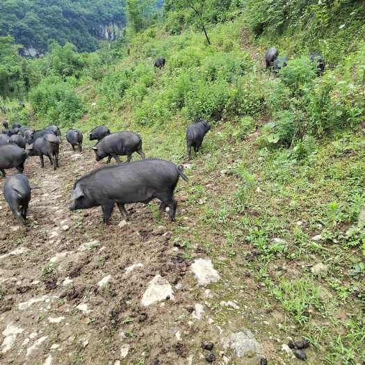 筠连县宜宾高山小耳跑山猪养殖基地直发