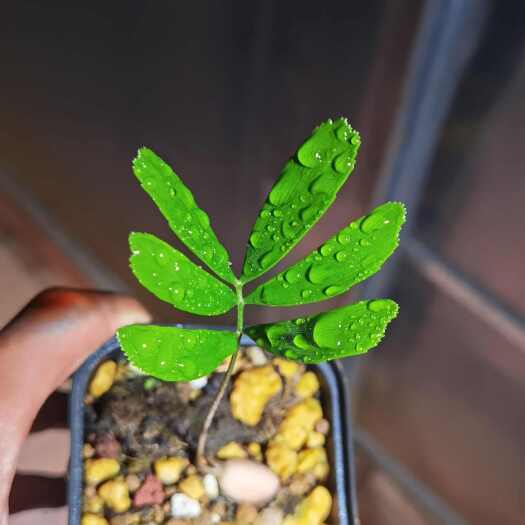 昆明佛罗里达泽米铁小苗 10个起批