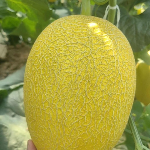 黄金蜜瓜，黄25哈密瓜，金凤6号，大棚种植，周期长，供货稳定