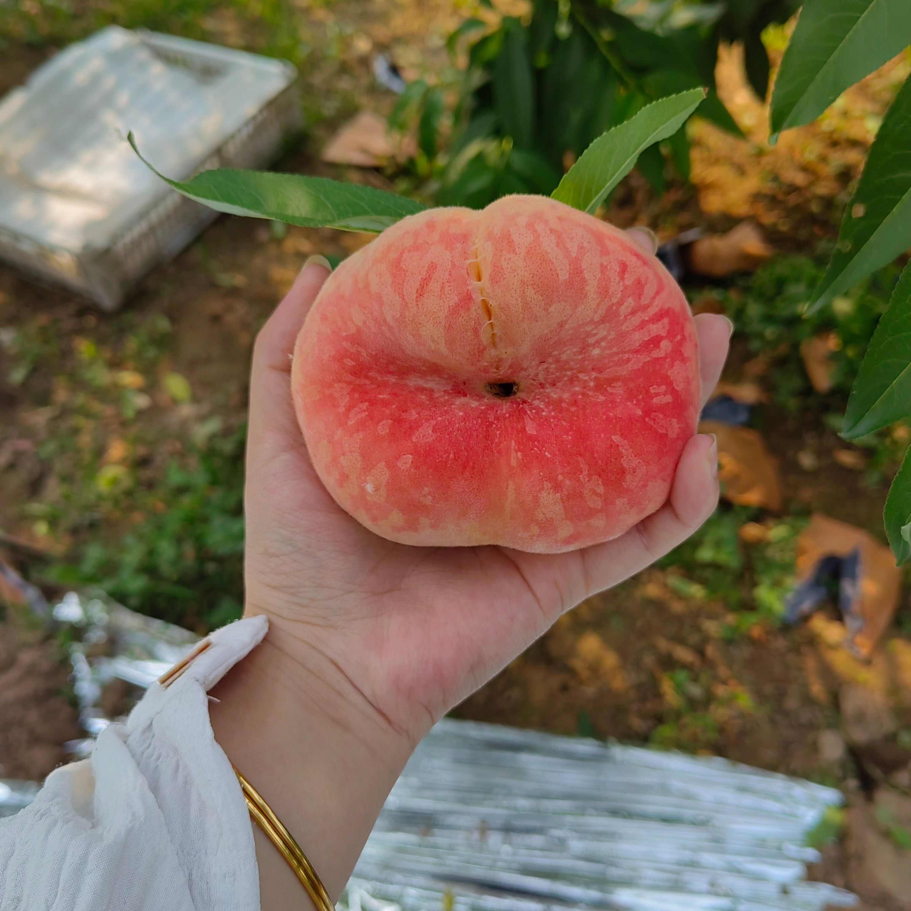 蜜桃