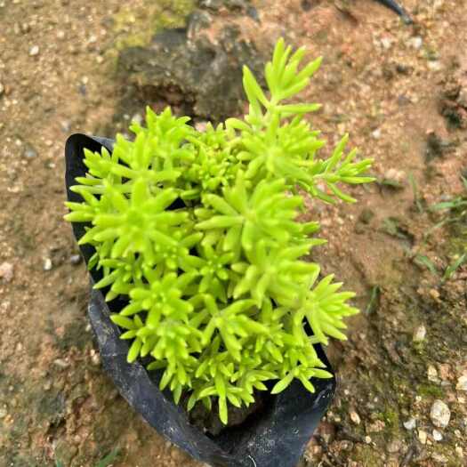 漳浦县佛甲草