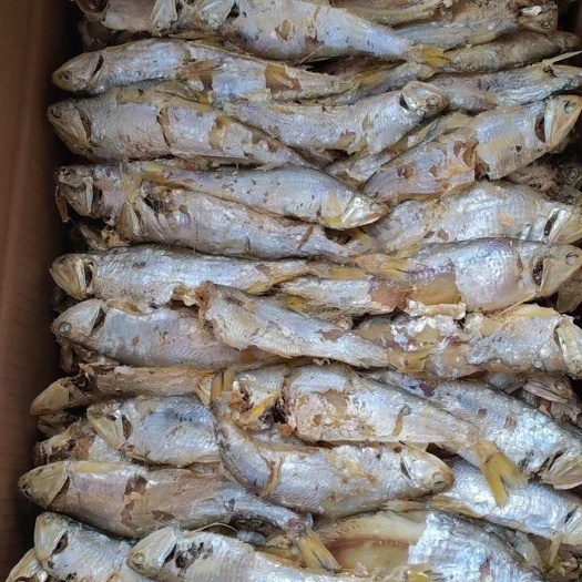 滨州熟国宝鱼，味道鲜美