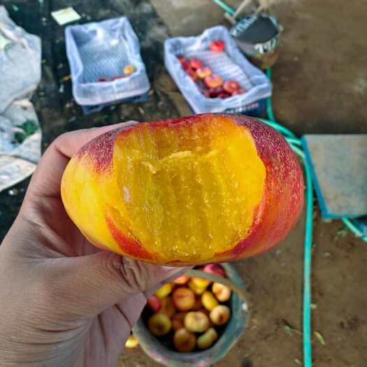 饶阳县油蟠桃