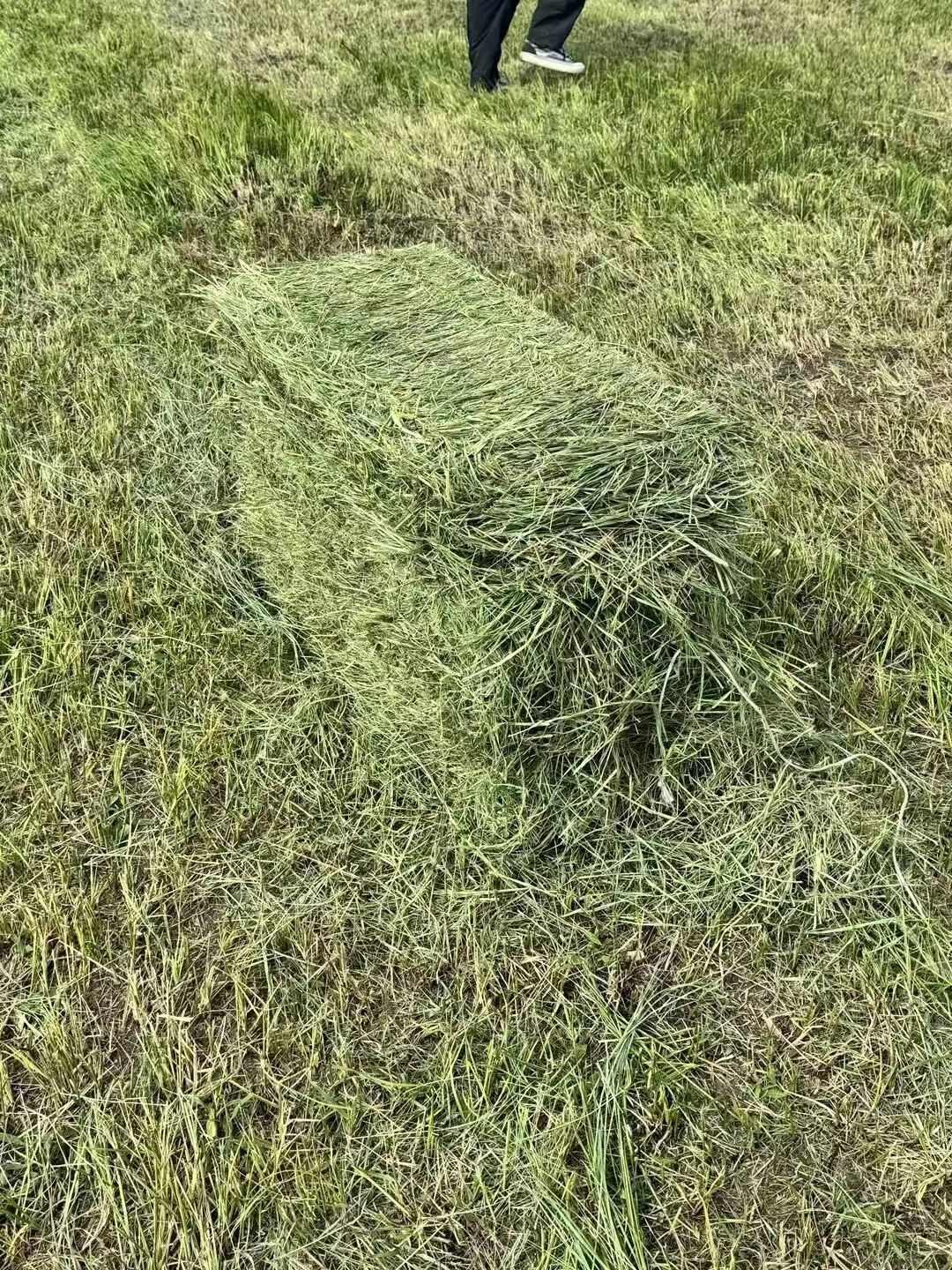 新牧草上市，黑龙江地区天然牧草，披碱草，小叶章等。