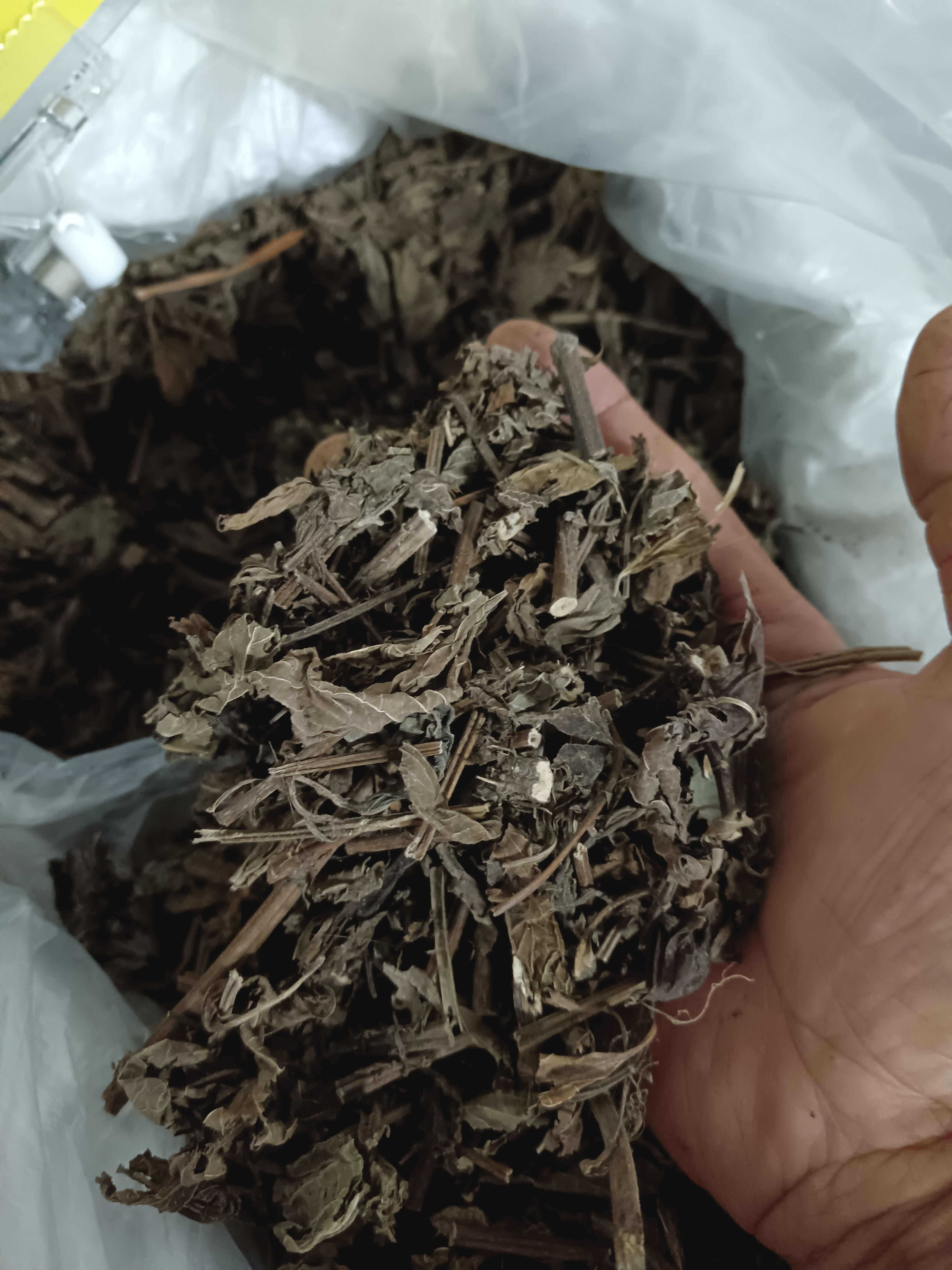 溪黄草