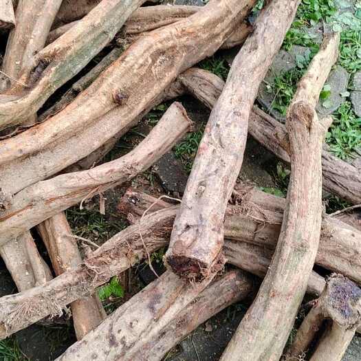 钟山县广西鸡血藤