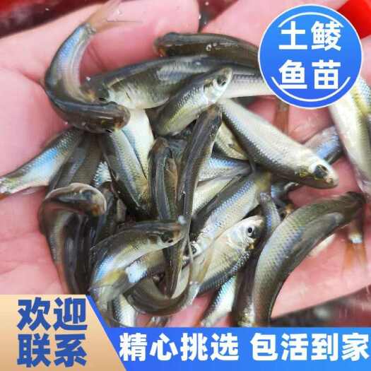 博罗县土鲮鱼苗，