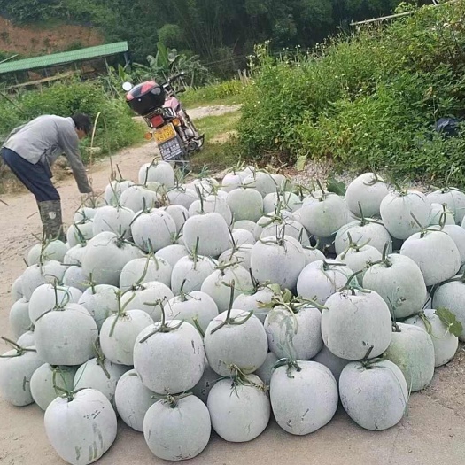 冬瓜盅  潭碧冬瓜
