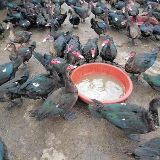漳州翻鸭公