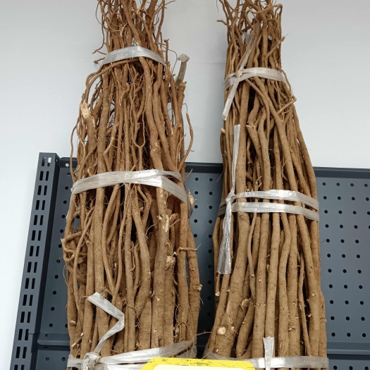 清远千斤拔