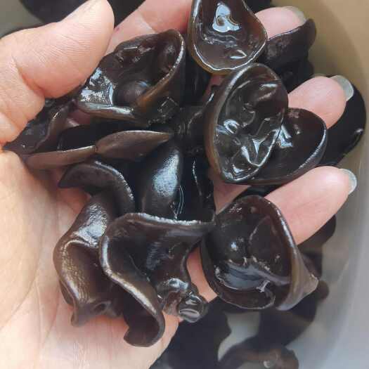 海林市2025新货，东北黑木耳，东宁大棚木耳头茬，黑厚 小碗耳