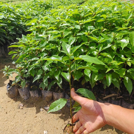 广州香樟，树苗小叶香樟苗香樟小苗驱蚊虫四季常青庭院别