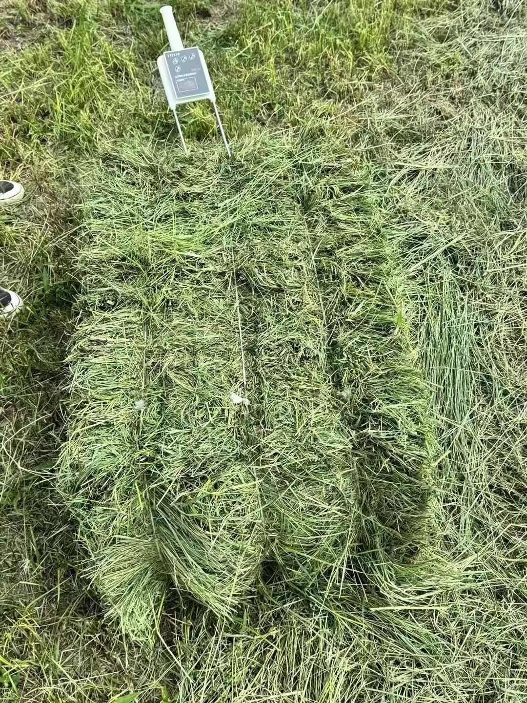 新牧草上市，黑龙江地区天然牧草，披碱草，小叶章等。