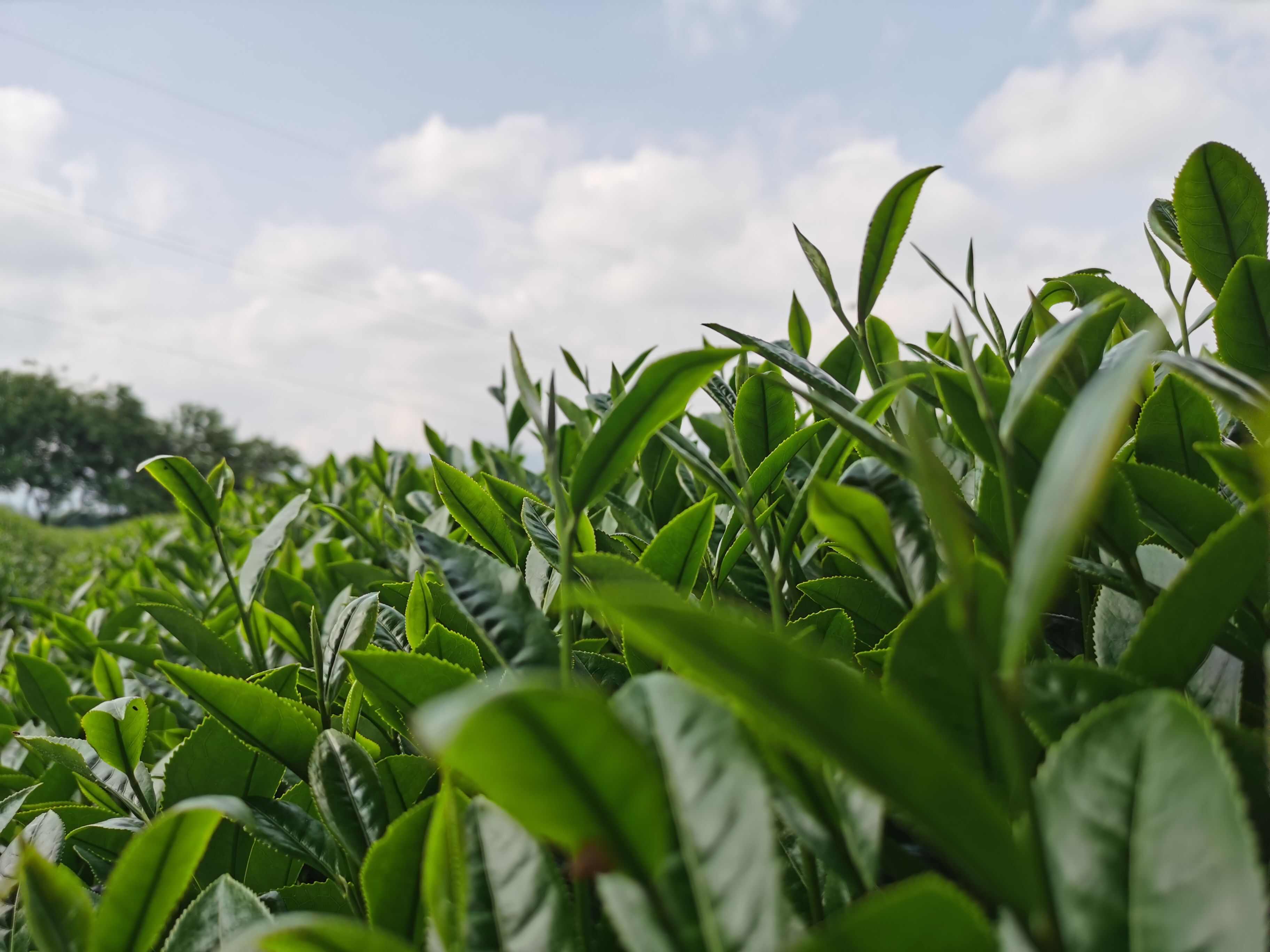 乌龙茶台式清香乌龙茶