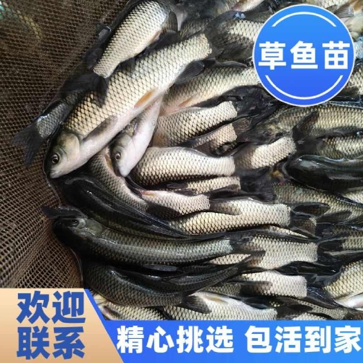 博罗县草鱼苗，渔场直供，可送货上门。