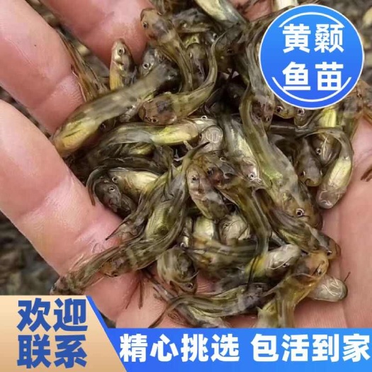 博罗县黄骨鱼苗