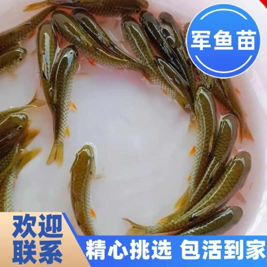 博罗县军鱼苗