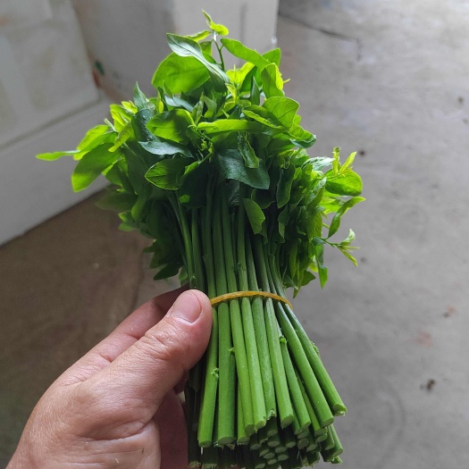 高州市树仔菜