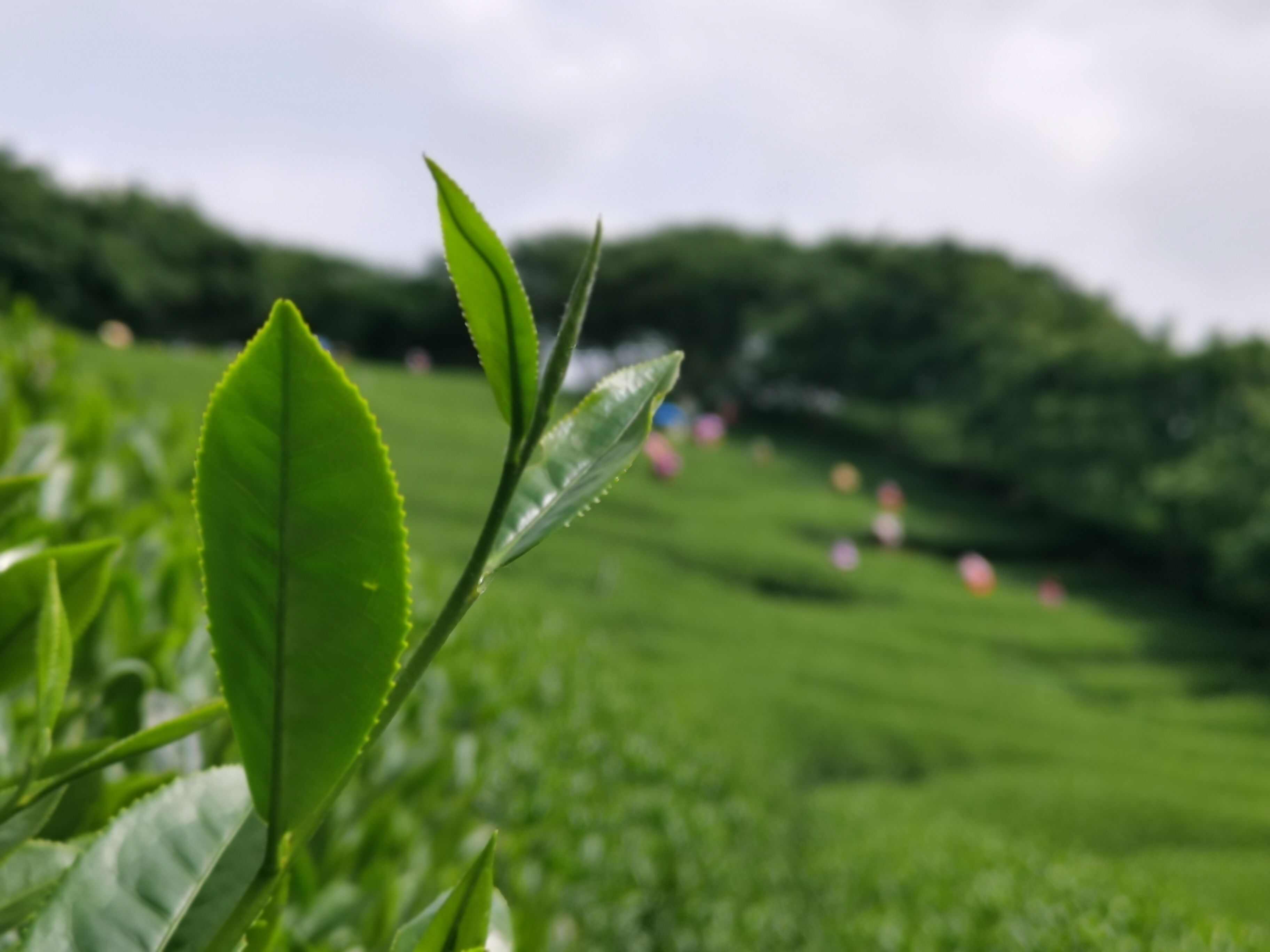 乌龙茶台式清香乌龙茶