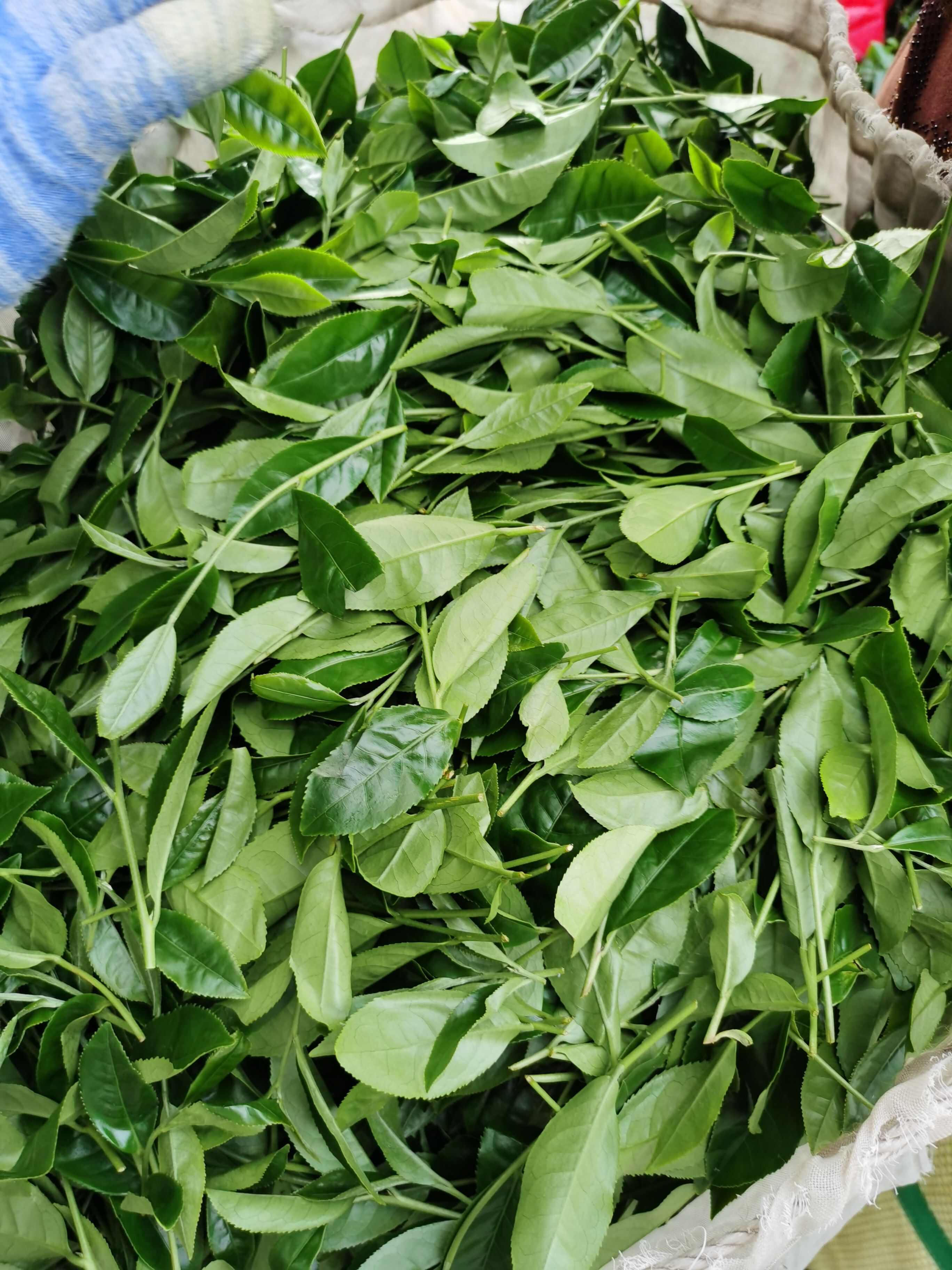 乌龙茶台式清香乌龙茶